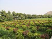 灵山宝塔陵园实拍景观