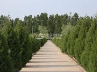 公墓绿化景观