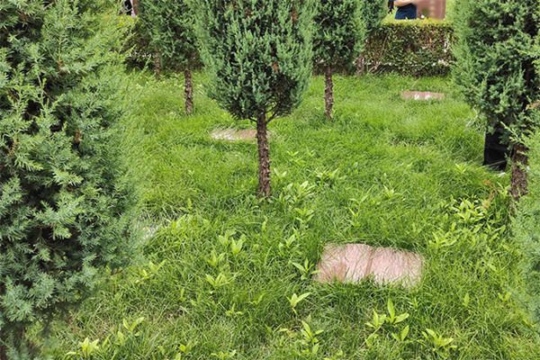北京周边的树葬陵园哪家最好？北京可以树葬的陵园介绍