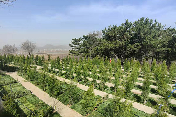 北京树葬最低价多少钱？景仰园陵园树葬墓地什么价格？