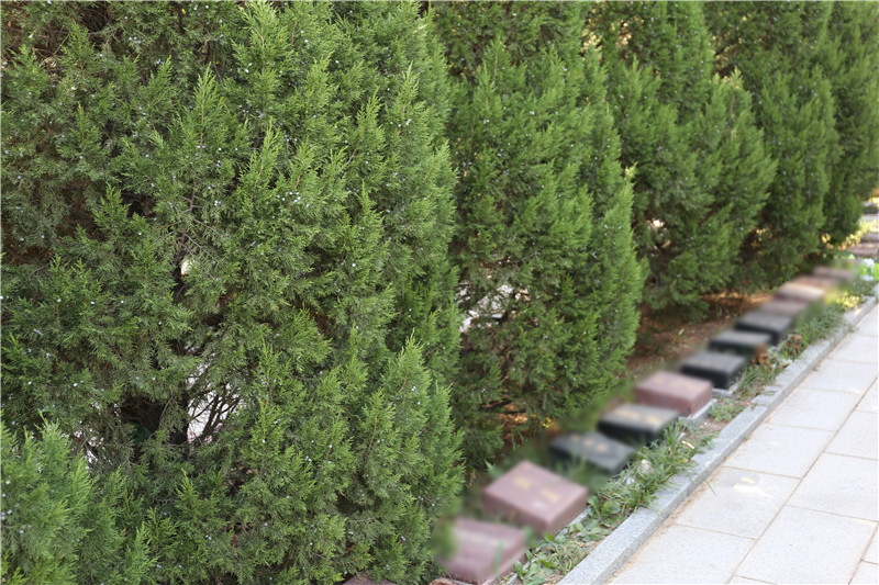 太子峪陵园树葬区绿化