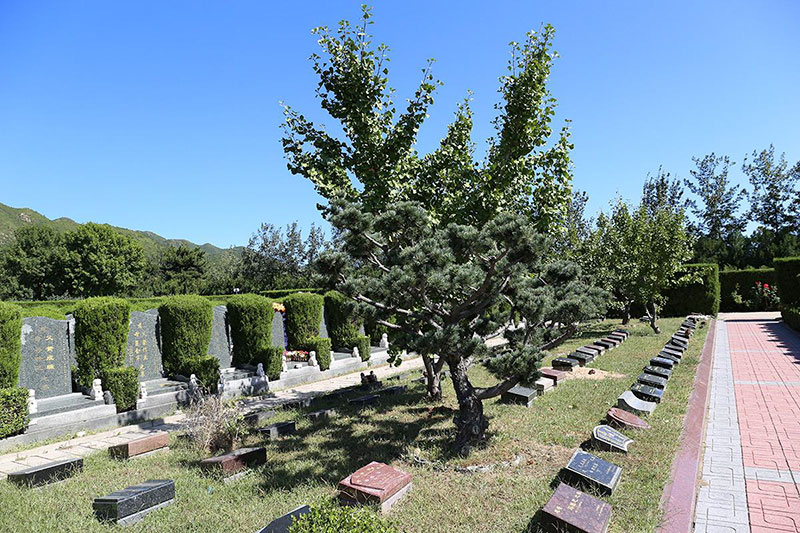 天寿陵园树葬区碑型