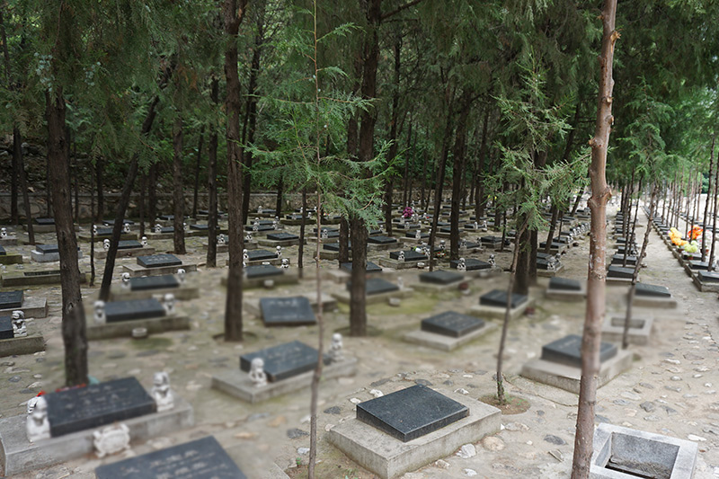 北京市哪里有树葬公墓?一般需要多少钱?