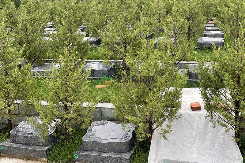 十三陵景仰园树葬生态葬