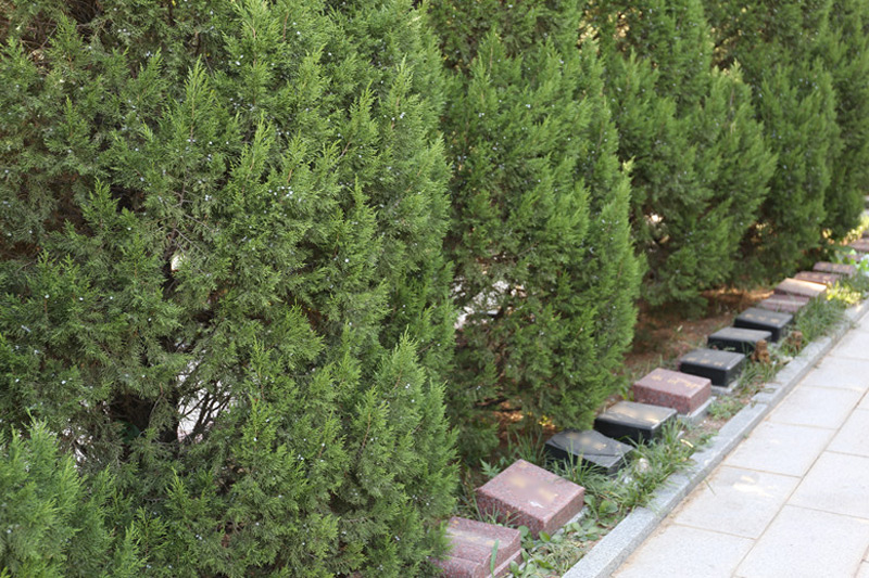 太子峪陵园树葬墓位展示