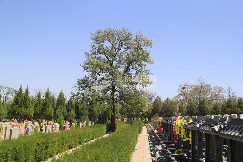 中华永久陵园墓区绿化