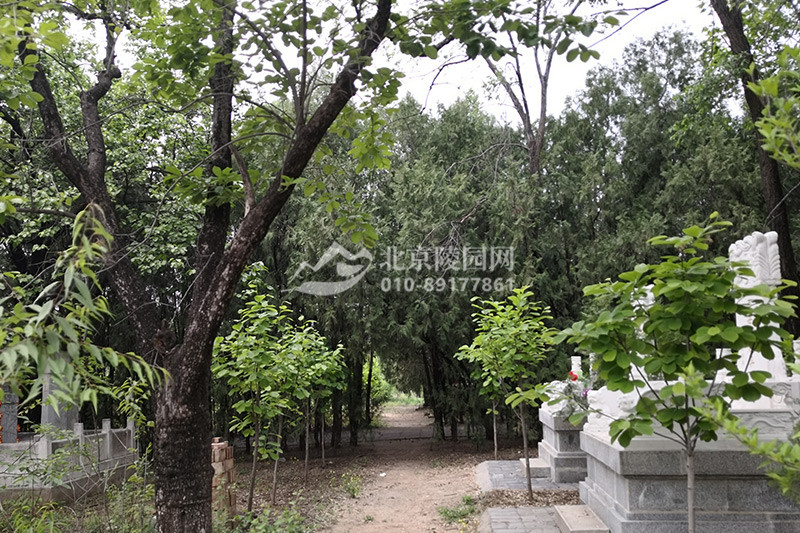 华夏陵园老墓区景观