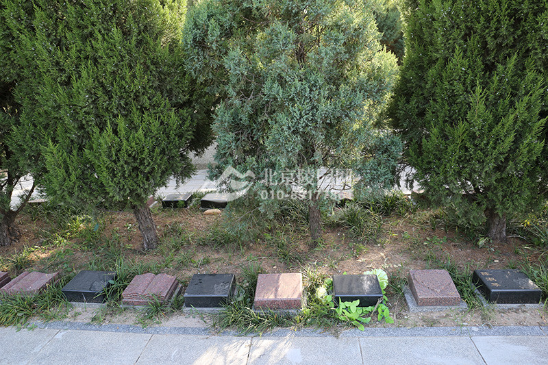 太子峪陵园树葬实拍