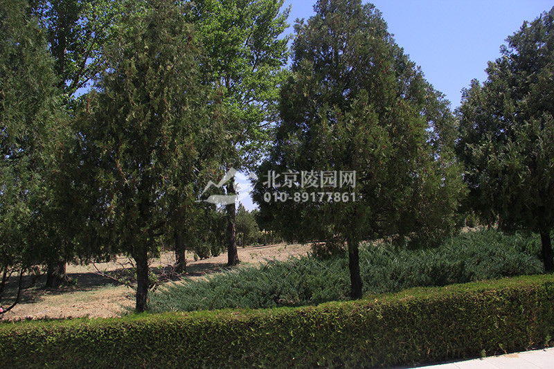 中华永久陵园植被景观