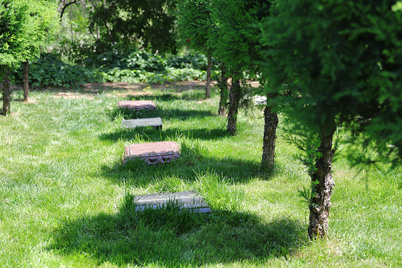 树葬实拍 树葬实拍