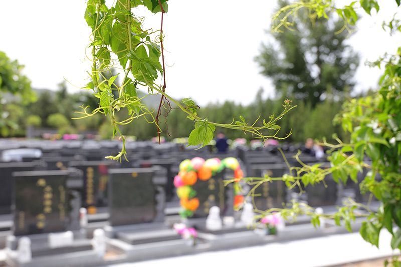 海棠苑植被景观 海棠苑植被景观