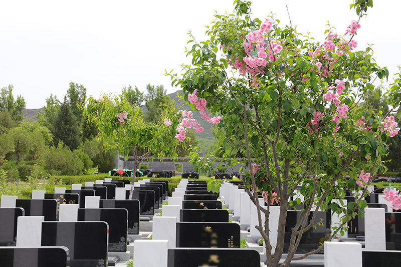 墓区海棠 墓区海棠