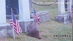 美公墓75面国旗被毁 “嫌犯”锁定土拨鼠（图）