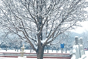 陵园雪景