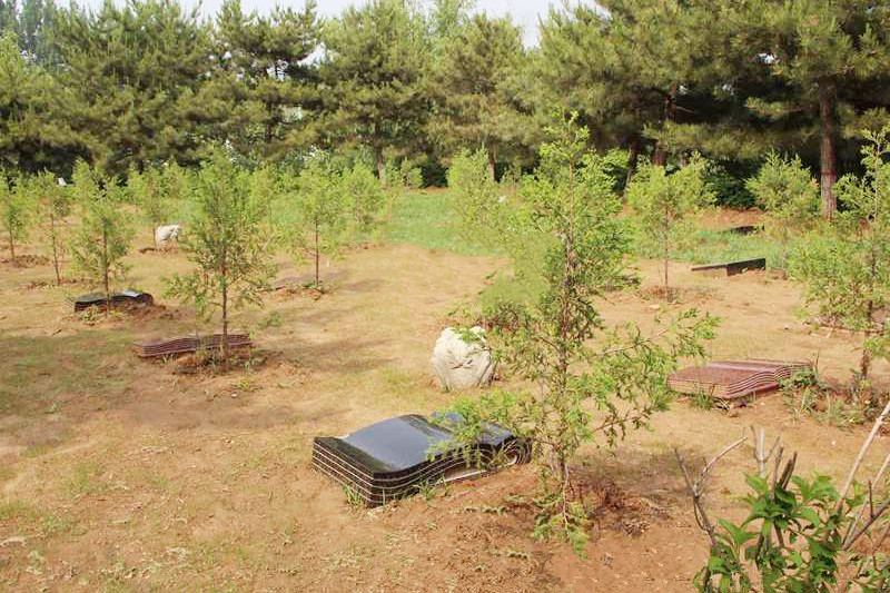 灵山宝塔陵园树葬