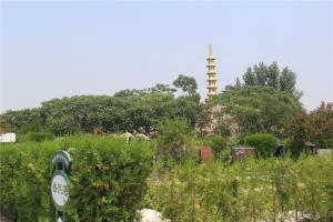 公墓墓区景观