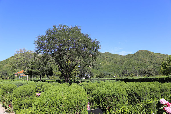 昌平区墓地哪家好？昌平区景仰园陵园怎么样？墓地多少钱一个？