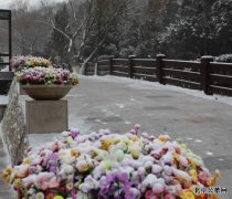 八达岭陵园突击清扫落雪 客人放心来园