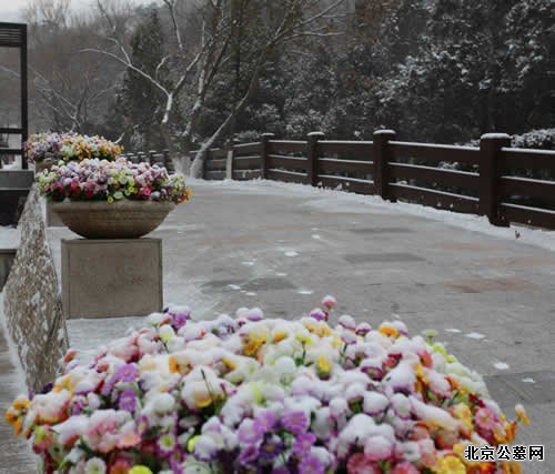 陵园扫雪