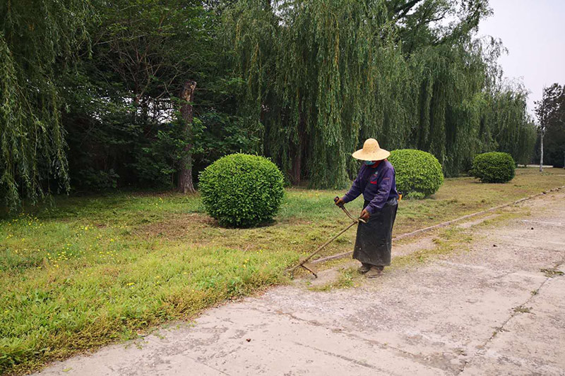 杂草清除现场