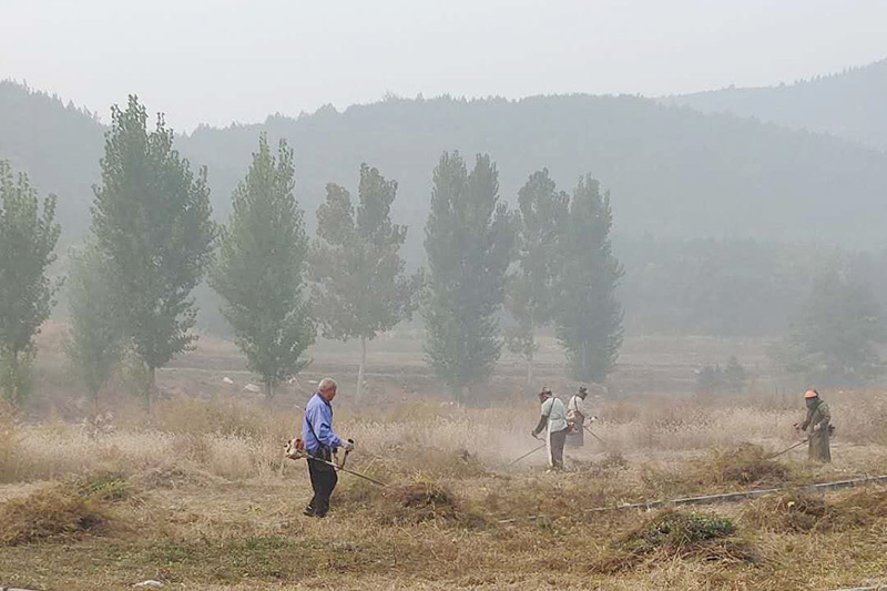 清除山草现场