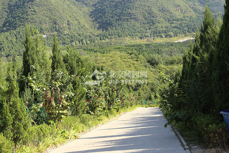 景仰园陵园植被景观