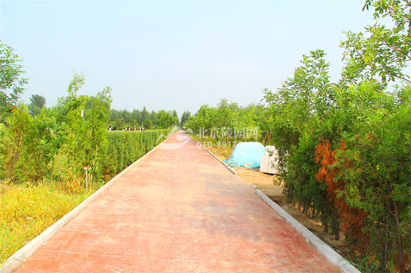 万佛园墓区道路