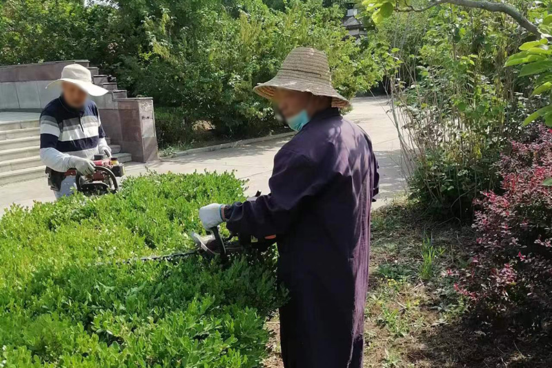 潮白陵园修剪花草现场
