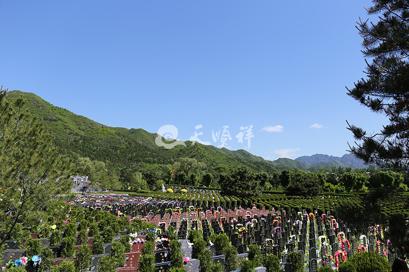 墓区实拍