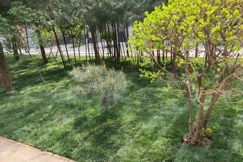 燕郊卧龙公墓绿化