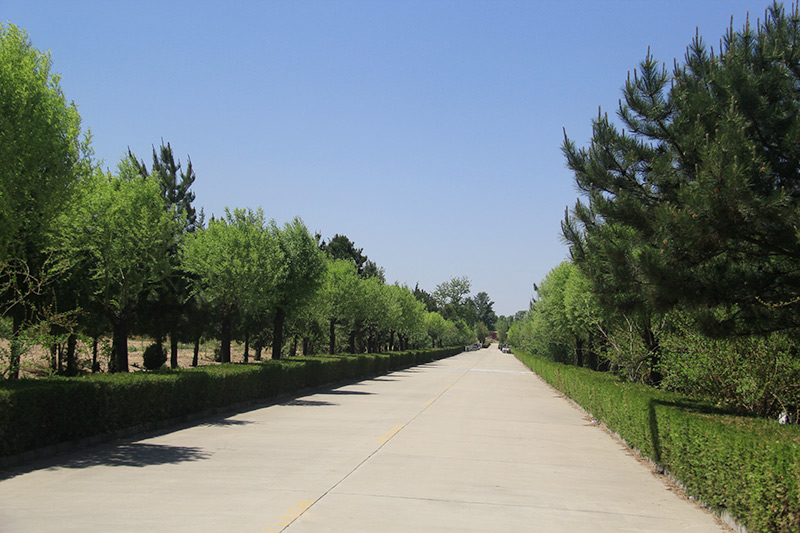 陵园道路植被景观