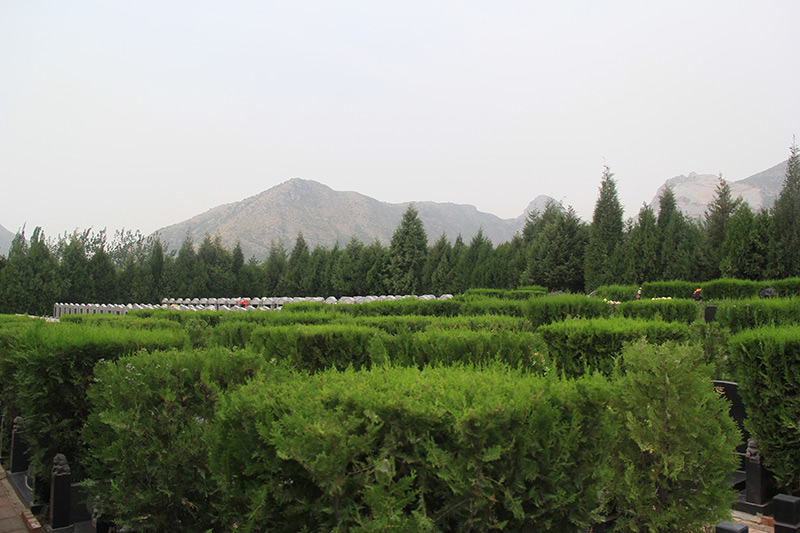 墓区绿化