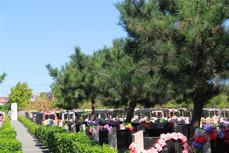 墓区实拍