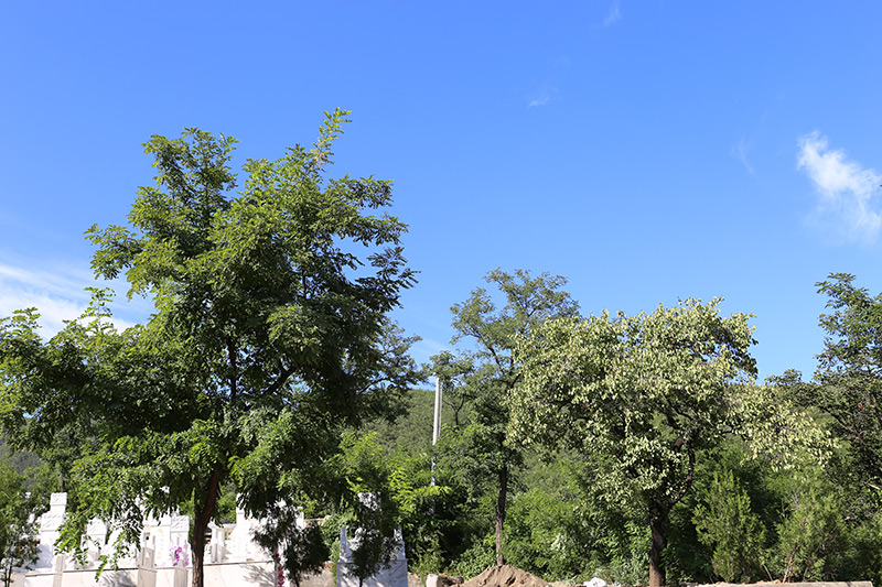 陵园环境 陵园环境