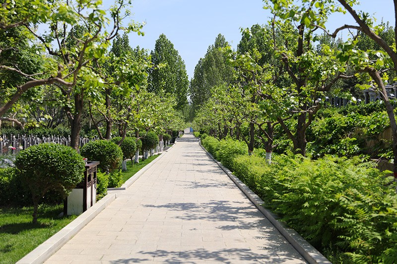 陵园道路景观绿化