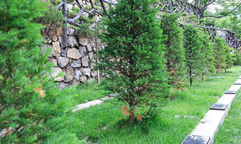 树葬拥有一片小天地,自然 树葬拥有一片小天地,自然