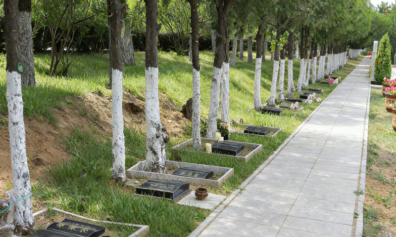 中华永久陵园树葬区实拍，也是一树一墓碑