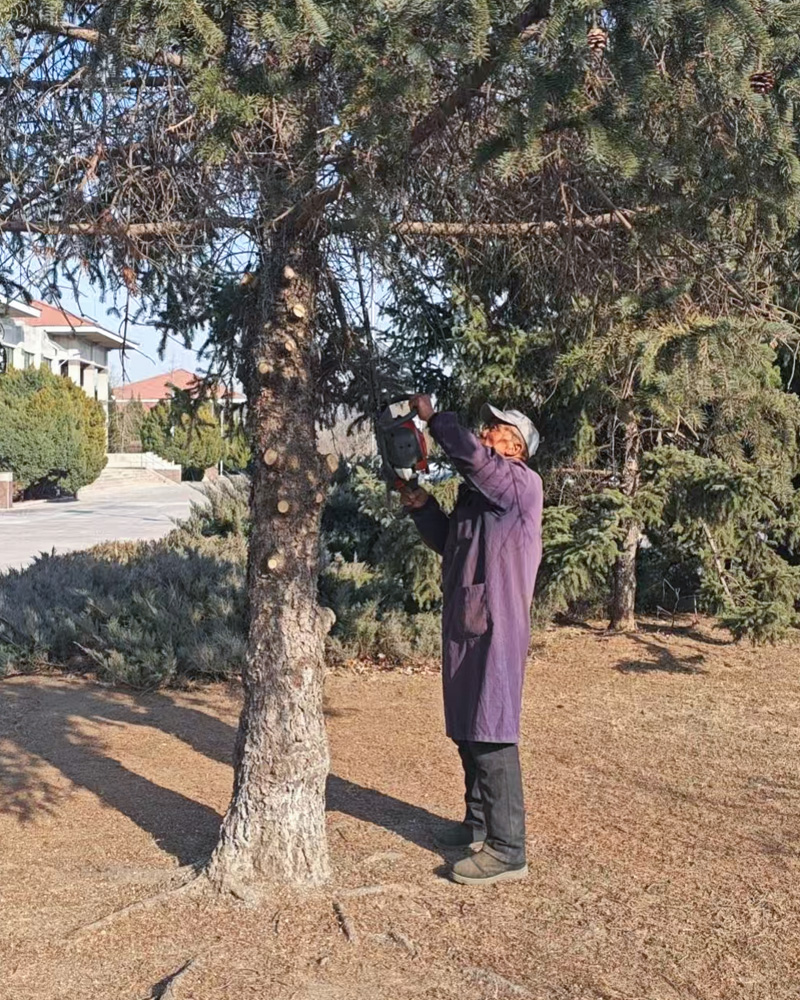 潮白陵园维护工正精细修剪树枝 潮白陵园维护工正精细修剪树枝