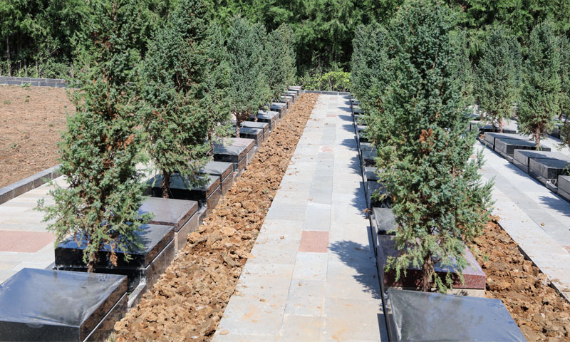 双穴位树葬实拍