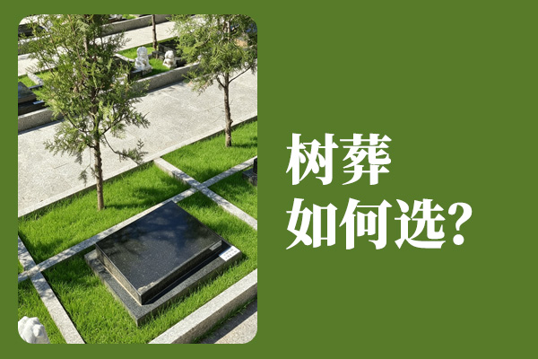 北京树葬墓地对比！看完景仰园，为何多数家庭最终选中华永久陵园