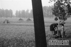 河南平坟运动：征地还是殡葬改革？(图)