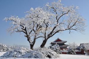 园区冬景