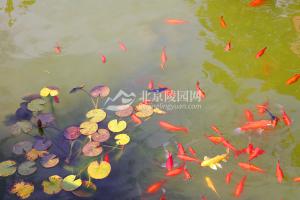 鱼池
